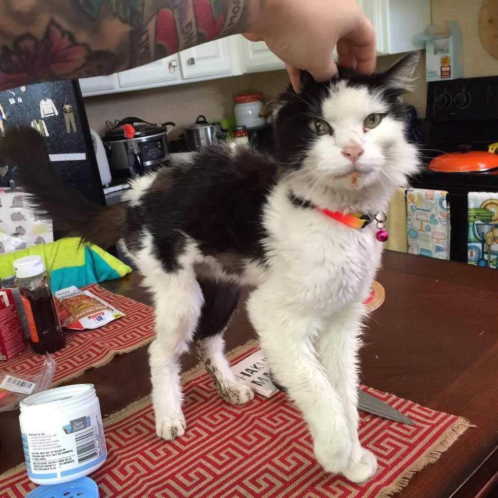 5 Pound Stray Cat Can't Stop Smiling When He Finds a Place to Call Home