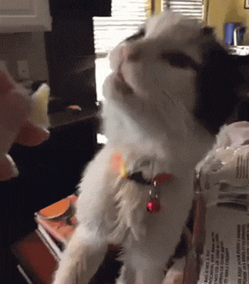 5 Pound Stray Cat Can't Stop Smiling When He Finds a Place to Call Home