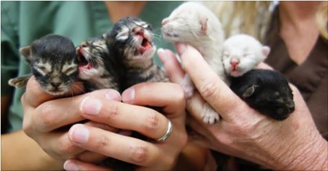 6 Kittens Saved After Being Left In A Dumpster.