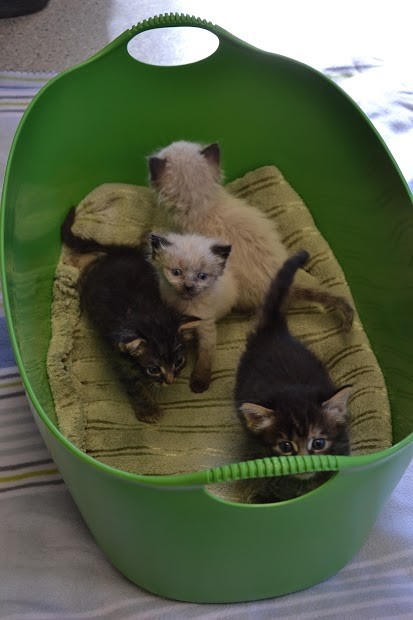 6 kittens 6