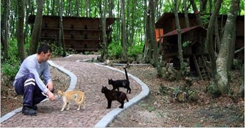 A Small “Town” Built … Just for Homeless Cats!