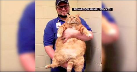 An Overweight Cat Gets His Forever Family And An Amazing Transformation!