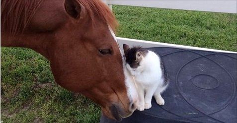 Cat Has Adored His Horse Buddy Since He was a Kitten