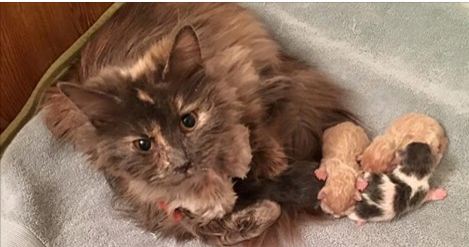Cat Only Started Eating When She Had Her Kittens