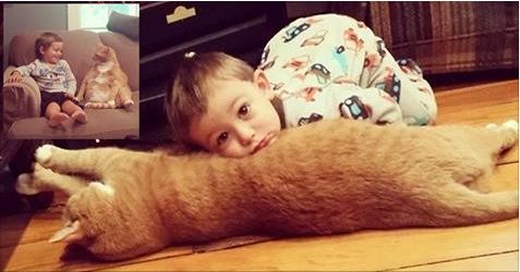 Cat That Was Cast Away By One, And Rescued By Another Finds His Best Friend In A Little Boy
