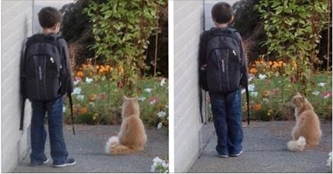 Cat Waits with Boy for School Bus Every Morning