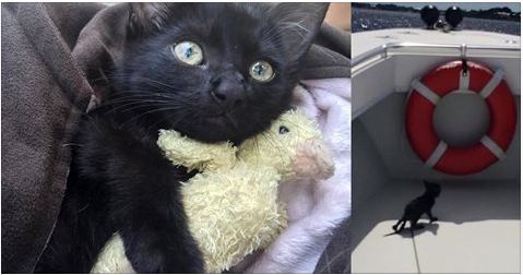 Deputy Saves Drowning Kitten Clinging to Oysters Under Bridge