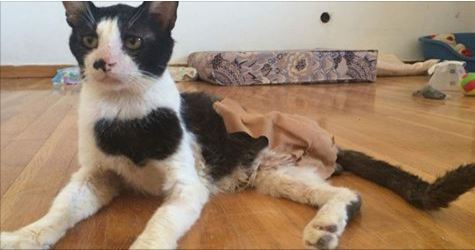 Frog The Cat Was Dragging His Dead Leg Before Kind People Found Him