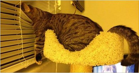 Has Your Cat Taken Over Your Home 12 Signs That They Have!.