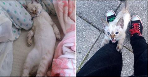 He Recorded When This Stray Kitten Claimed Him As Her Human!