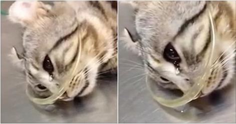 Injured Kitty Cries While On Vet’s Table