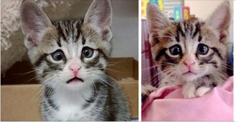 Kitten Born With Permanently Worried-Looking Eyes