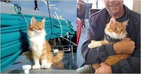 Maine Coon Cat Becomes Deaf Sailor’s Ears and Helps Him Navigate at Sea