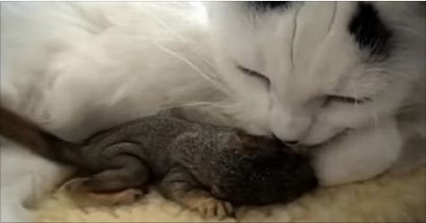 Mama Cat Saves Baby Squirrels- Makes Them Her Own