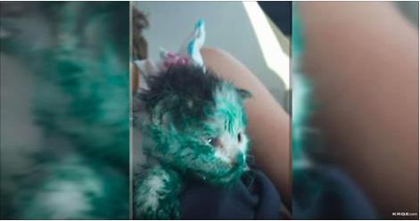 Paint-Covered Kitty Rescued From Dumpster!
