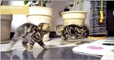 Playtime With These Kitties Is Not Just Fun…It’s EPIC!