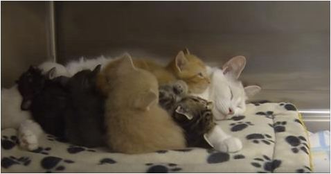 Rescue Cat Gave Birth To Three, But Adopted Three More Kitties!