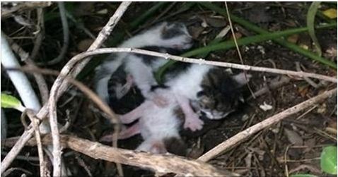 She Finds 3 Kittens In A Bush. But Then She Takes A Closer Look and Realizes It…