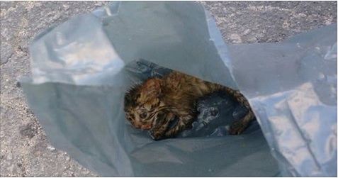 She Found An Abandoned Kitten Inside A Trash Bag, And What She Did Next Brought Me To Tears.