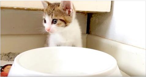 Teeny Tiny Kitten Drinks Water For The First Time (AND OH MY GOD!)
