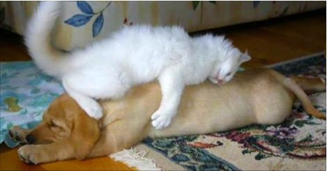 These 25 Cats Are Taking Naps To A Whole New Level. I Can’t Handle The Cuteness.