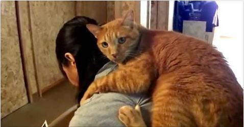 This Cat Loves His Human More Than Anything Else In The World