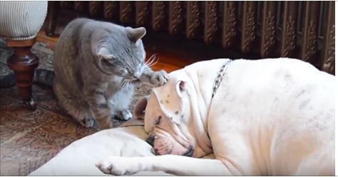 This Cat Tried To Wake Up His Sleepy Friend… And What Happened Made Me Laugh Out Loud!