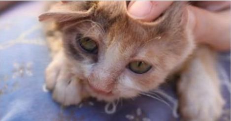 This Deformed Cat Was Ignored By Everyone. Then A 7-Year-Old Girl Did Something Truly Amazing.
