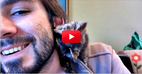 This Kitten Is The Cutest! Watch Her Give Her Owner Sweet Kitty Kisses