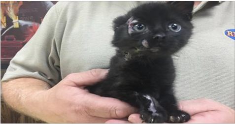 This Kitten Was Saved And Adopted By Fireman