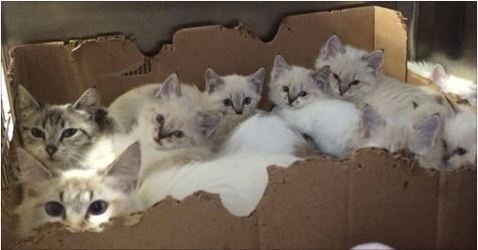 Two Cat Mamas and Their Seven Kittens Found in a Mobile Home Park