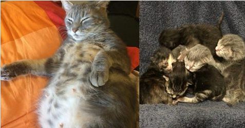 Very Pregnant Cat Turned Up at Shelter, They Found 5 in that Belly!