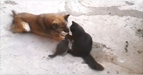 Watch This Cat Introduce Her Litter Of Kittens To Her Old Friend… This Is So Precious!