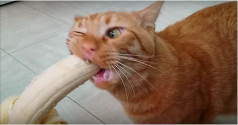 Watching This Cat Discover He Loves Bananas Is The Most Incredible Thing I’ve Seen All Week!