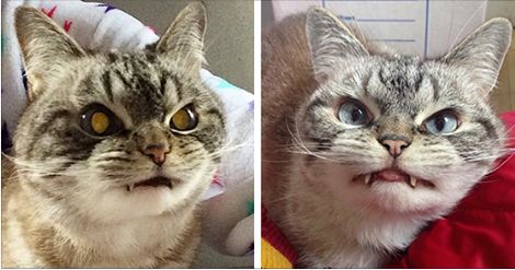 We Just Discovered Loki, The World’s Most Fearsome Vampire Cat. And We’re Totally Scared!