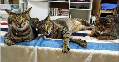 Woman Adopted 3 Blind Cat Siblings