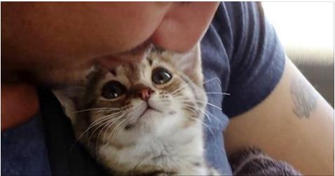 You Have To See This Kitten’s Face When He Gets A Forever Home!