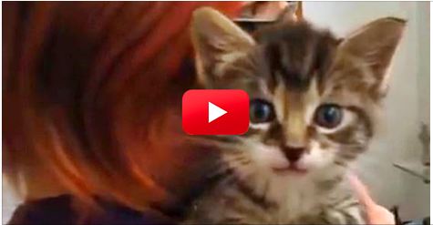 You Won’t Believe The Sound That Comes Out Of This Tiny Kitten! Crazy!