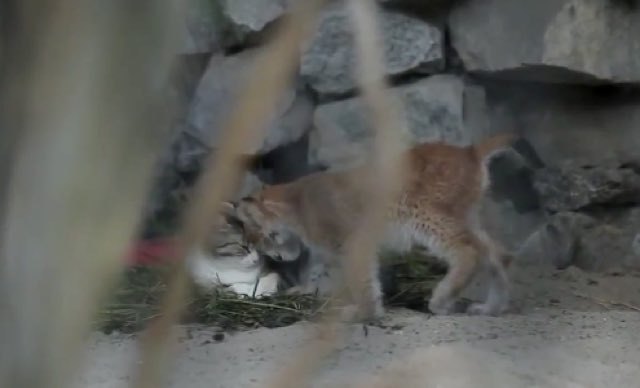 Cat Adopts Young Lynx Rejected by Her Mother