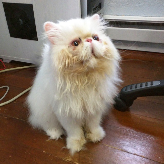 The Happiness When This Rescue Persian Has a Good Home for the First Time