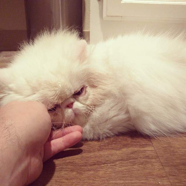 The Happiness When This Rescue Persian Has a Good Home for the First Time