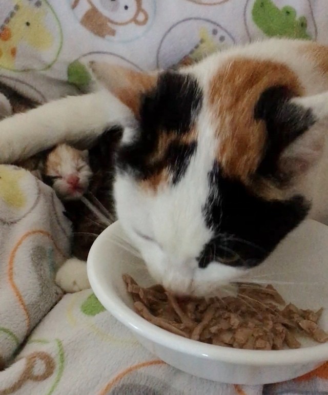 Stray Calico Mama Saved Along with Her 5 Babies, One of Them is 'Mini Mama'