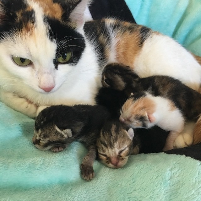 Stray Calico Mama Saved Along with Her 5 Babies, One of Them is 'Mini Mama'