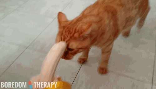 Watching This Cat Discover He Loves Bananas Is The Most Incredible Thing I’ve Seen All Week!