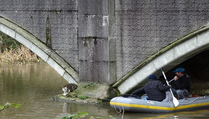 Cat Missing for 15 Months, Rescued From Being Trapped Under Bridge