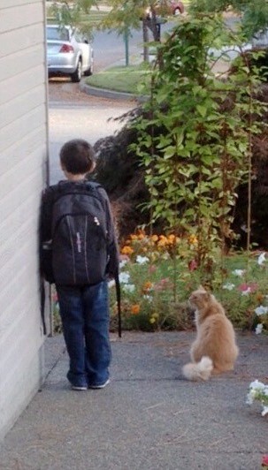 Cat Waits with Boy for School Bus Every Morning