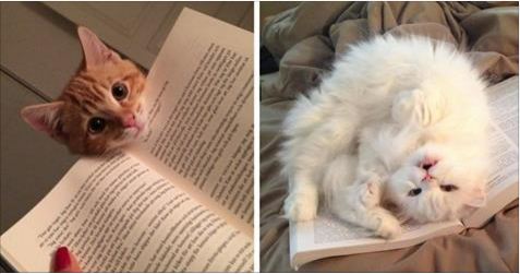 cats against literacy