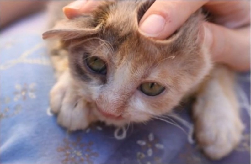 This Deformed Cat Was Ignored By Everyone. Then A 7-Year-Old Girl Did Something Truly Amazing.