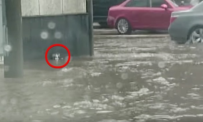 Heroic Man Rescues Kitten Stranded in Flood Waters