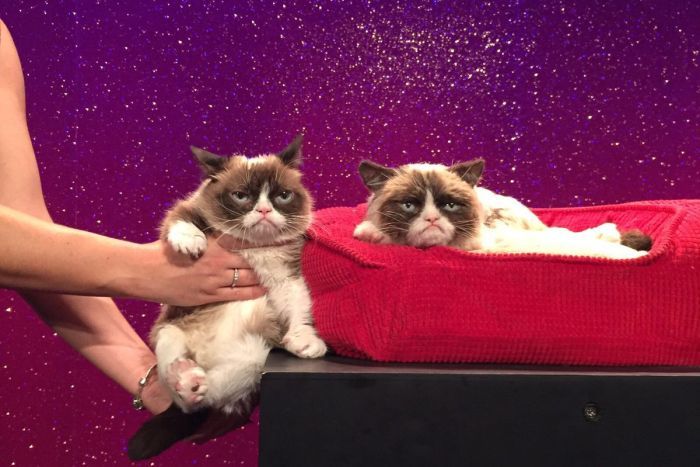 Grumpy Cat Unimpressed by her Wax Figure at Madame Tussauds